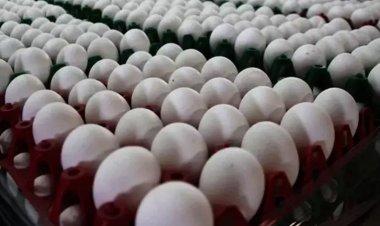 ABD'nin yeni gümrük vergileri yumurta ihracatını vuracak!