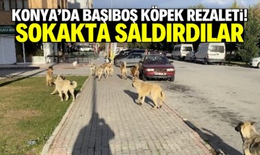 BAŞIBOŞ KÖPEKLER SALDIRDI