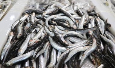 9 milyon dolar gelir sağlandı