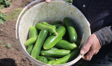 Kansere set çekiyor saç dökülmesini önlüyor.