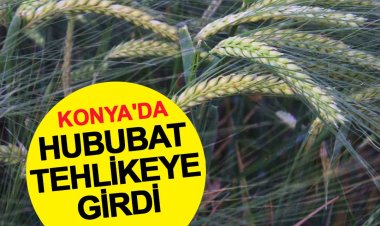 Türkiye'de hububatı, don,  kuraklık ve fare tehdit ediyor