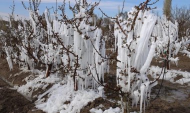 Ereğli’de ‘don’ nedeniyle zarar tespit çalışmaları başladı