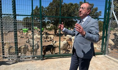 Meram, sokak hayvanları sorununu çözdü