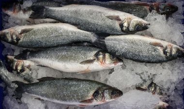 Karadeniz Bölgesi'nin su ürünleri ihracatı 62 milyon doları aştı