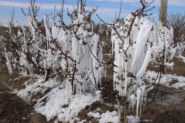 Ereğli’de ‘don’ nedeniyle zarar tespit çalışmaları başladı