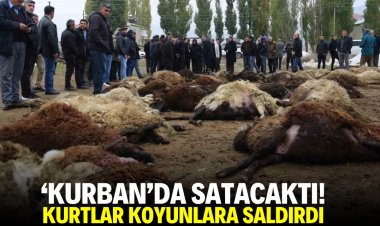 'Kurban'da satacaktı! Kurtlar koyunlara saldırdı