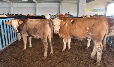 Konya Büyükşehir duyurdu! İşte Kurban Bayramında sunulan ücretsiz hizmetler