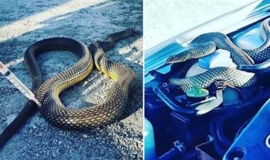 Kütahya’da ’aracın kaputundan çıkan yılan’ şaşkınlığı