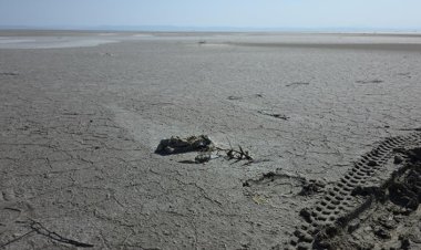 Tuz Gölü’nde yüzlerce flamingo ölü olarak bulundu