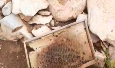 Bozkır’da ayılar arı kovanlarına zarar verdi