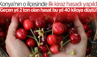 Kiraz hasadı yapıldı