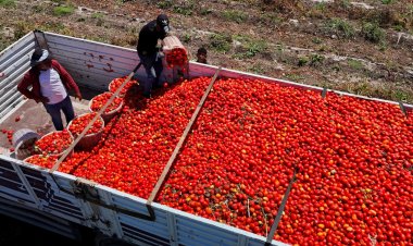 Domatesin tarlada kilogram fiyatı 3 liraya kadar düştü