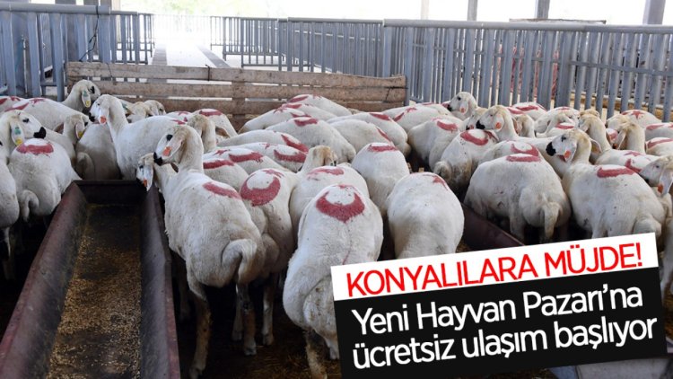 Yeni Hayvan Pazarı’na ücretsiz ulaşım başlıyor