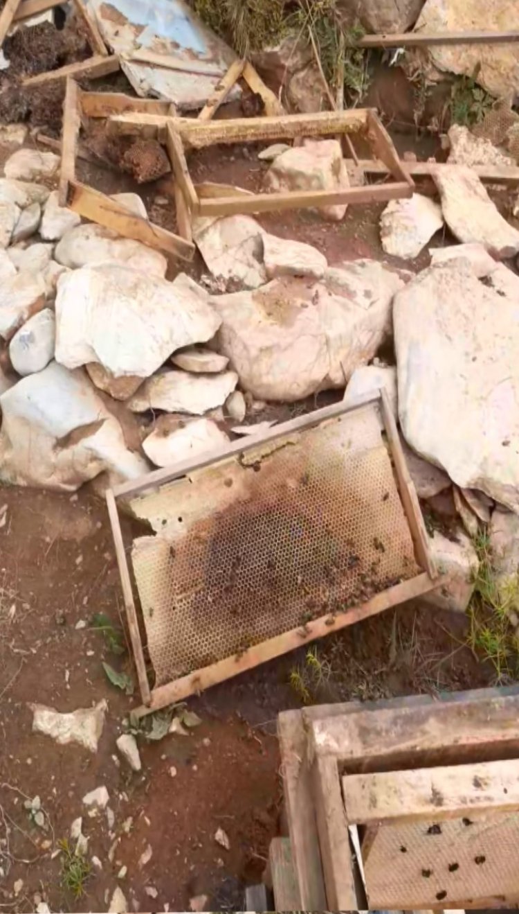Bozkır’da ayılar arı kovanlarına zarar verdi
