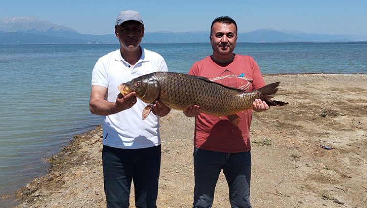 Beyşehir Gölünde ağlara vuran 17 kiloluk sazan balığı şaşırttı