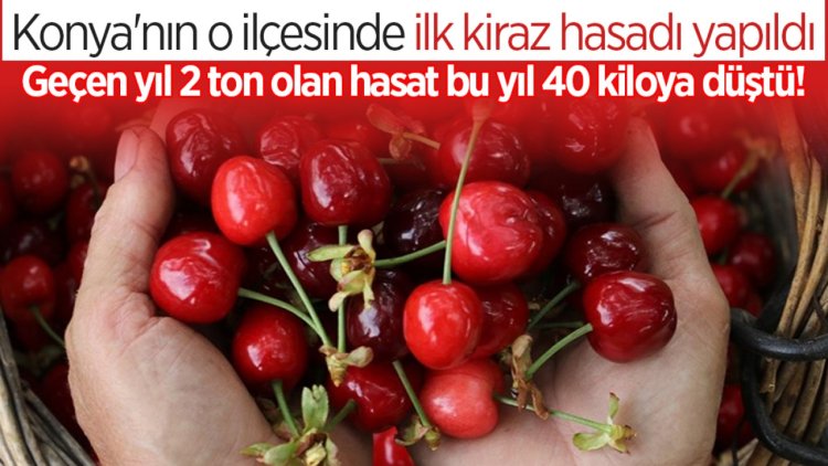 Kiraz hasadı yapıldı