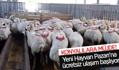 Yeni Hayvan Pazarı’na ücretsiz ulaşım başlıyor