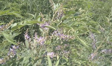 Böbrek ve karaciğeri bitiriyor  kanseri mıknatıs gibi çekiyor.