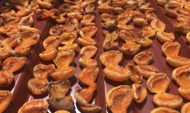 Tazesi 100 ,kurusu bin lira