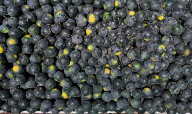 Adana’da karpuzun tarlada kilogram  fiyatı 2,5 liraya kadar geriledi