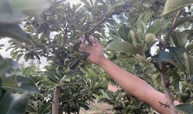 Kulu’da elma ağacı çiçek açtı