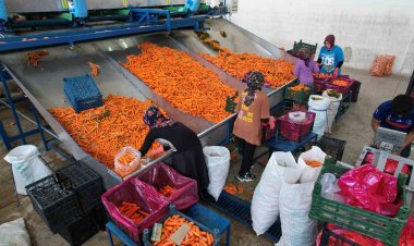 Tarladan sofraya havuç kadınların ellerinden geliyor