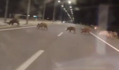 Kara yoluna çıkan yaban domuzları  sürücülerin korkulu rüyası