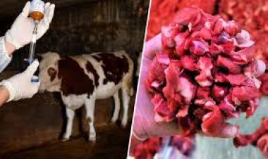 Bakanlıktan şap hastalığı hakkında açıklama!