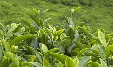 ÇAYKUR piyasaya mavi yemişli  çay sunmaya hazırlanıyor