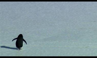 “The Nihilist Penguin”: Bir Belgeselden Fazlası, Modern İnsanlığın Sessiz Aynası