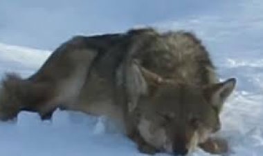 Haber Başlığı: Konya Hadim’de Kurt İstilası! 2025 Zirai Donunun Acı Reçetesi: Doğa Dengesi Bozuldu