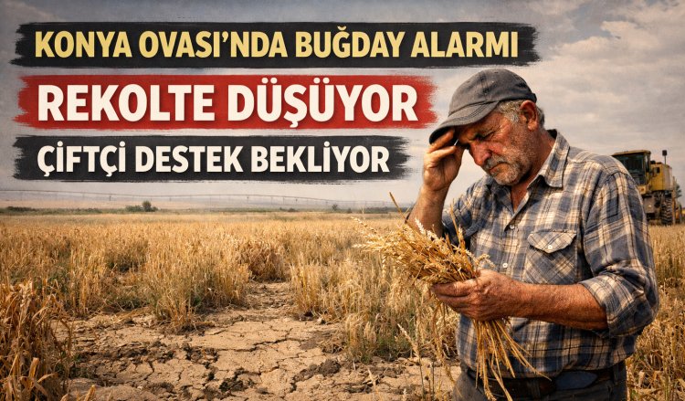 Konya Ovası’nda Buğday Alarmı: Rekolte Düşüyor, Çiftçi Destek Bekliyor