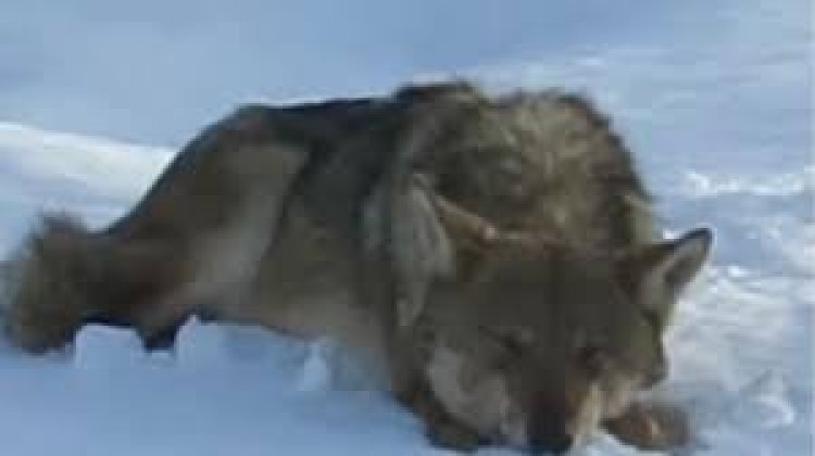 Haber Başlığı: Konya Hadim’de Kurt İstilası! 2025 Zirai Donunun Acı Reçetesi: Doğa Dengesi Bozuldu