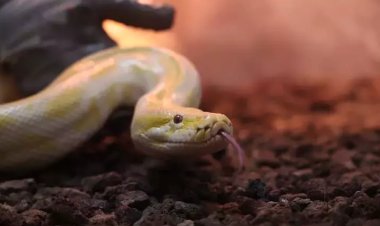 AVM’de Şoke Eden Piton Alarmı: Albino Burma Pitonu Konya’ya Getirildi!