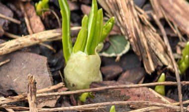 Üçüncü Cemre Düştü Mü? 2026’da Son Cemre Ne Zaman Toprağa Düşüyor